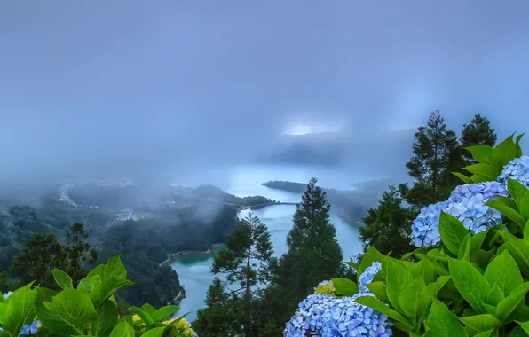 Picture flowers, nature, fog, Manuel Oliveira, Portugal, Network-Cidades, Azores, lake