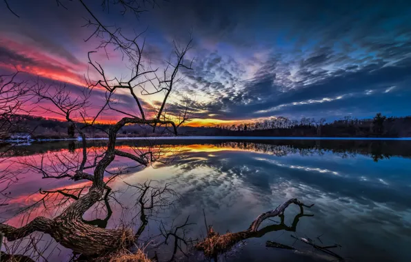 Picture the sky, water, clouds, landscape, sunset, branches, nature, tree