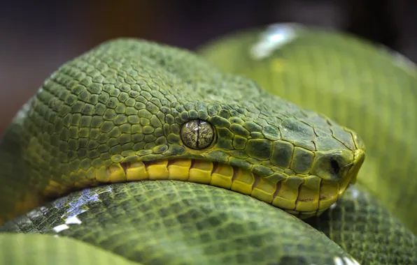 Picture look, green, portrait, snake, Python