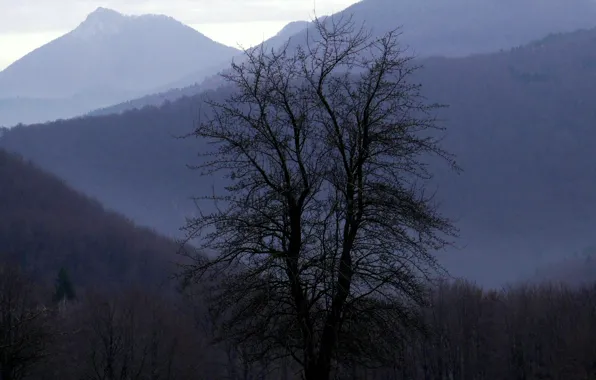 Forest, the sky, trees, mountains, nature