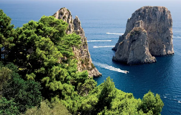 Trees, nature, tropics, the ocean, rocks, the bushes