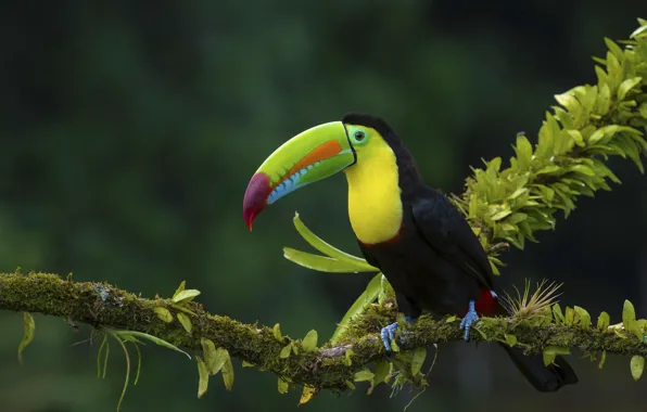 Picture forest, bird, branch, jungle, Toucan