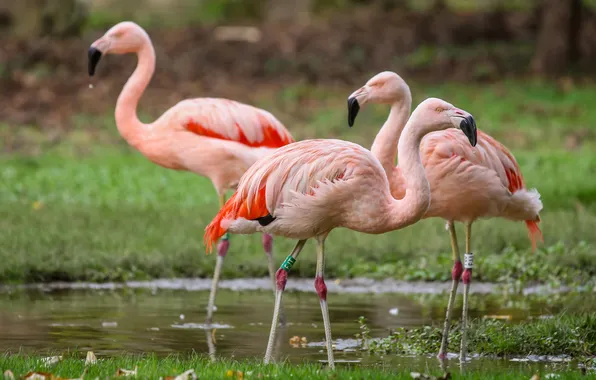 Birds, trio, Flamingo, pond, flock, pink flamingos