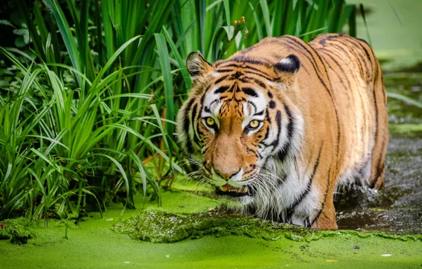 Grass, tiger, bathing, pond