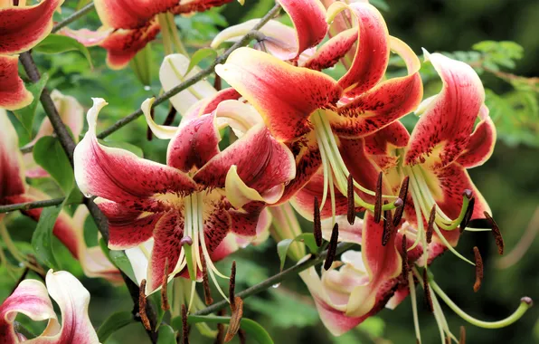 Summer, macro, flowers, branches, Lily, garden, stamens, red