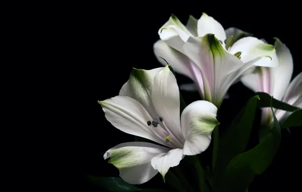 Leaves, flowers, Lily, bouquet, white, black background, Alstroemeria