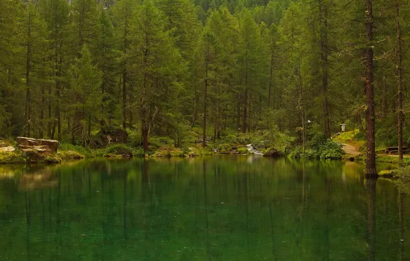 Forest, trees, lake, Italy, Valle d'aosta