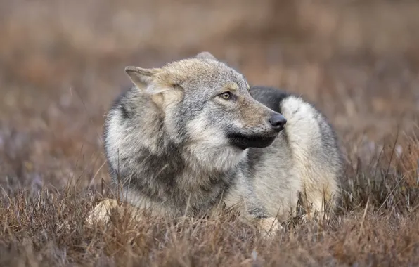 Picture pose, lies, look, grey, wolf, face, profile, glade