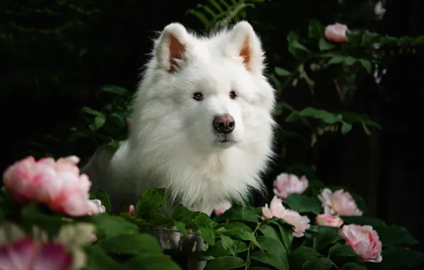 Look, pose, dog, face, Samoyed