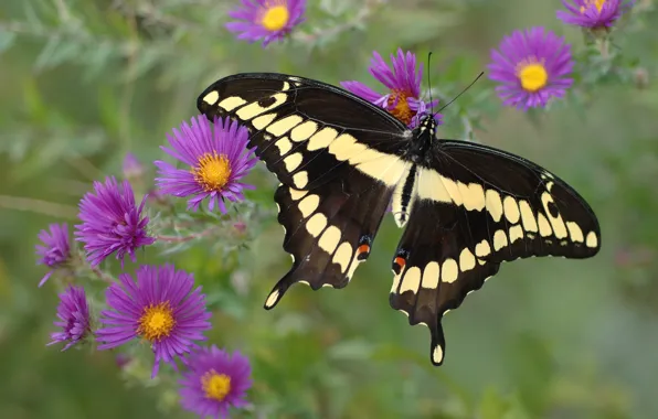 Picture purple, flowers, yellow, black, Butterfly
