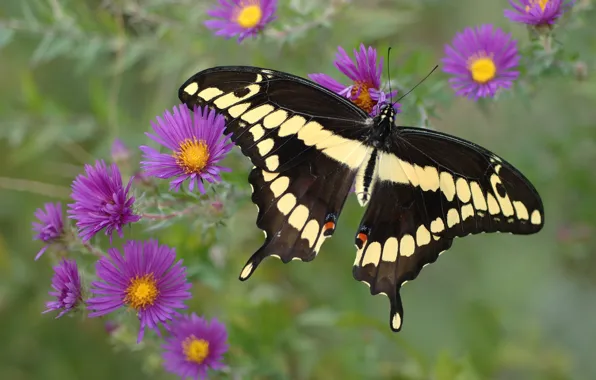 Purple, flowers, yellow, black, Butterfly