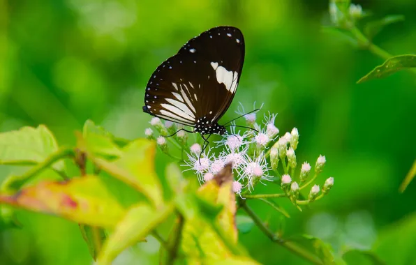 Leaves, macro, butterfly, wings, beautiful, flowers, flowering, closeup
