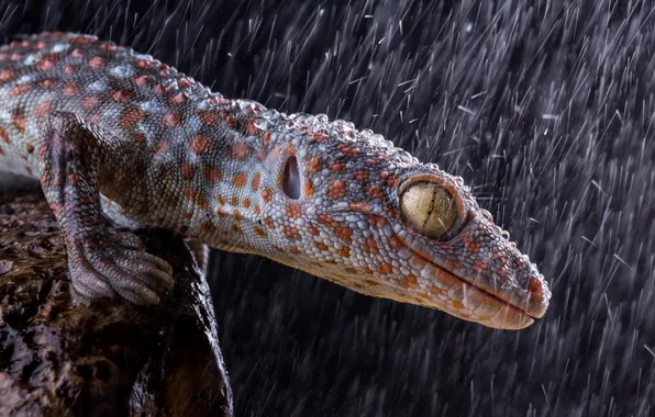 Picture face, smile, rain, predator, lizard, hunting, rain, yellow