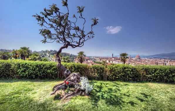 Picture the city, tree, Italy, Florence, Italy, Florence