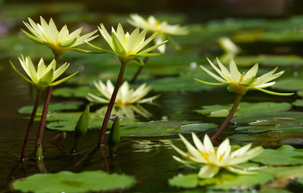 Picture lake, water lilies, leaves