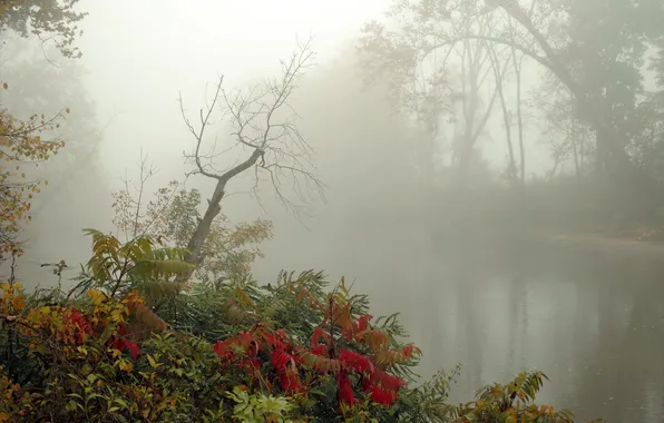 Autumn, fog, river