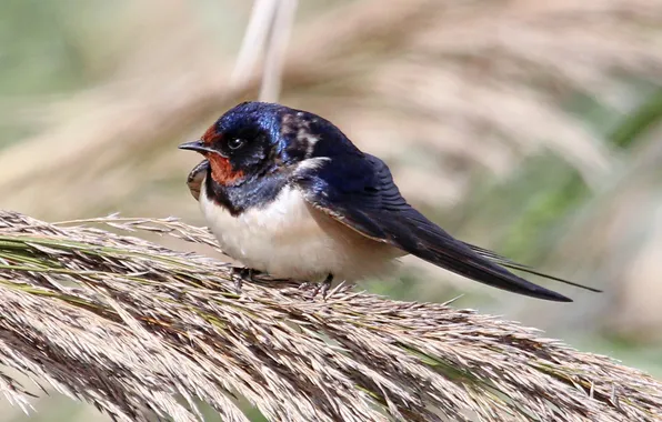 Branches, bird, ears, swallow