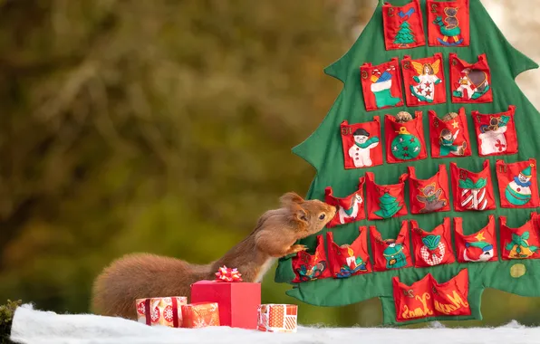 Look, pose, protein, Christmas, gifts, New year, fabric, red