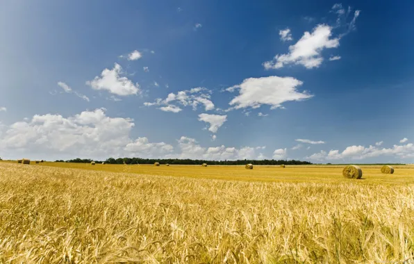Picture wallpaper, nature, farm