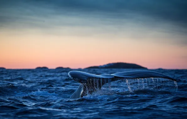 Picture tail, The Atlantic ocean, humpback whale