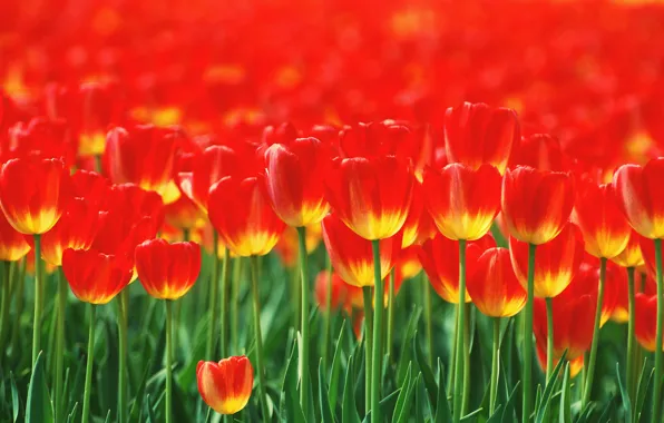Picture flowers, tulips, red, flowerbed