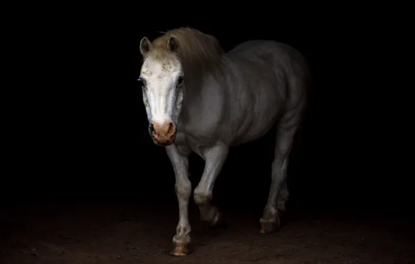 White, look, face, pose, horse, horse, black background