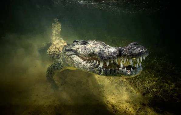 River, crocodile, mouth, swimming