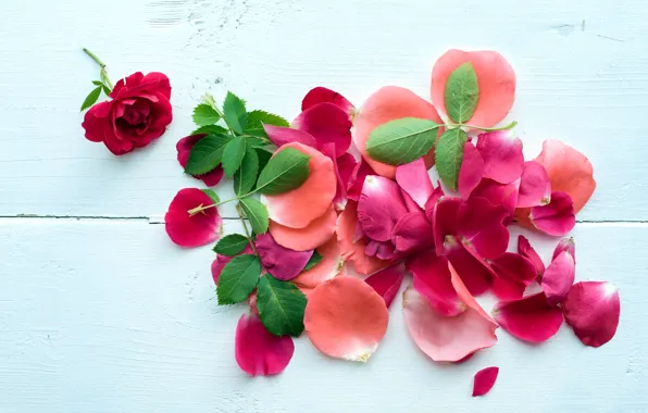 Picture petals, pink, petals, roses, pink roses