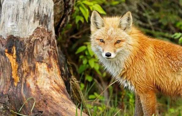 Tree, Fox, face