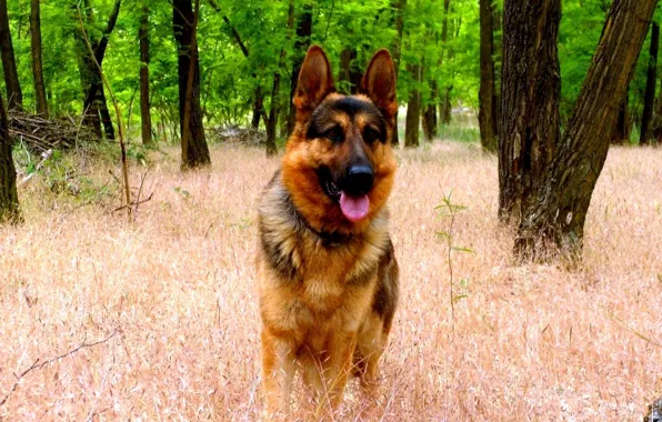 Picture FOREST, GRASS, MOUTH, LANGUAGE, FACE, EARS, SHEPHERD, GERMAN