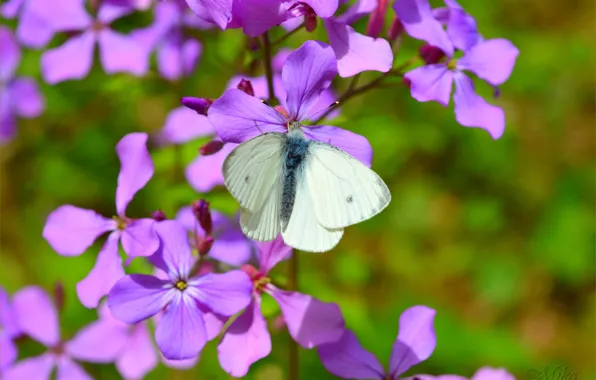 Picture Macro, Butterfly, Macro, Purple flowers, Butterfly, Purple flowers