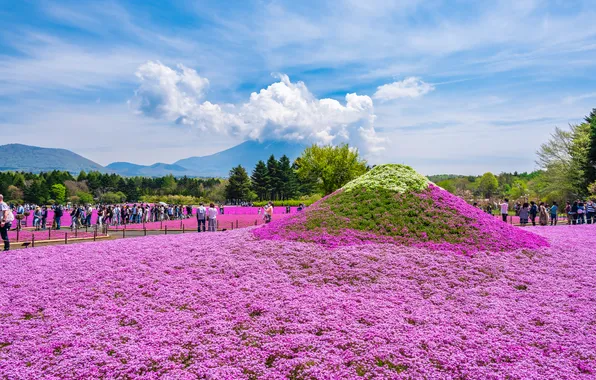 Field, flowers, people, hill, Asia, tourists