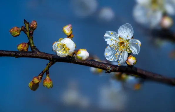 The sky, drops, macro, flowers, cherry, branch, spring, white