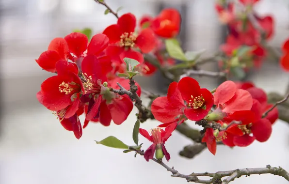 Flowers, branches, branch, spring, red, flowering, quince