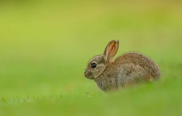 Grass, look, nature, grey, glade, hare, rabbit, muzzle
