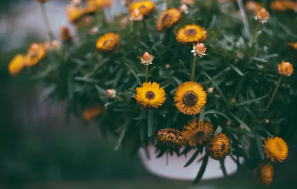 Flowers, yellow, petals