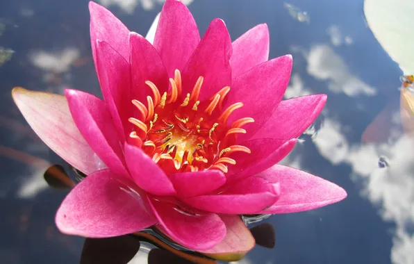 Water, Lotus, LaydekeriFulgens