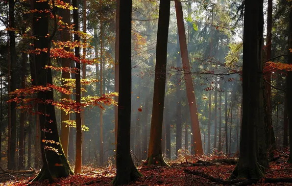 Autumn, forest, light, trees, trunks, foliage
