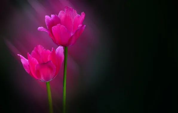 Picture rays, petals, stem, tulips