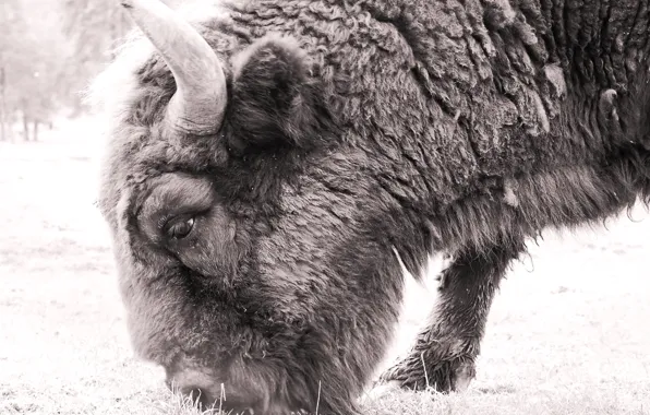 Picture field, nature, animal, wild, outdoors, bison, black and white 1920x1080px (1080P) free download