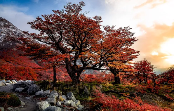 Picture autumn, trees, landscape, nature, stones, track, Chile