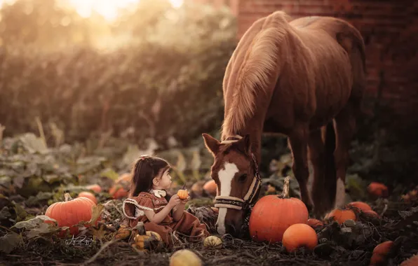 Picture horse, girl, pumpkin