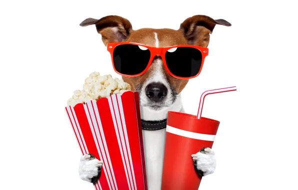 Picture humor, glasses, white background, tube, drink, popcorn, cups, Jack Russell Terrier