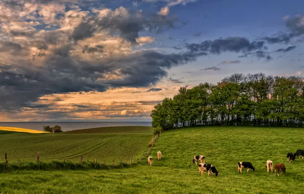 Sea, greens, the sky, grass, clouds, trees, shore, field