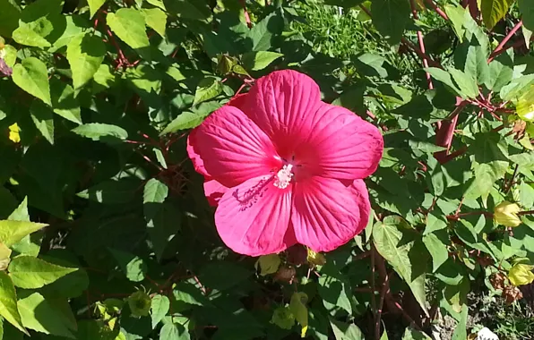 Flower, red flower, hibiscus, Chinese rose, floral background, flowering bush