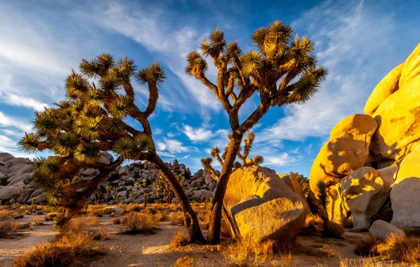 Sand, the sky, grass, the sun, clouds, stones, desert, CA