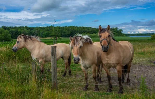 Field, the sky, the fence, horses, horse