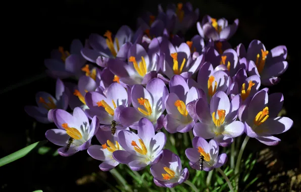 Insects, spring, Crocuses, Saffron