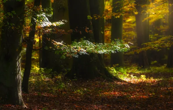 Autumn, forest, light, trees, branches, nature, trunks, foliage