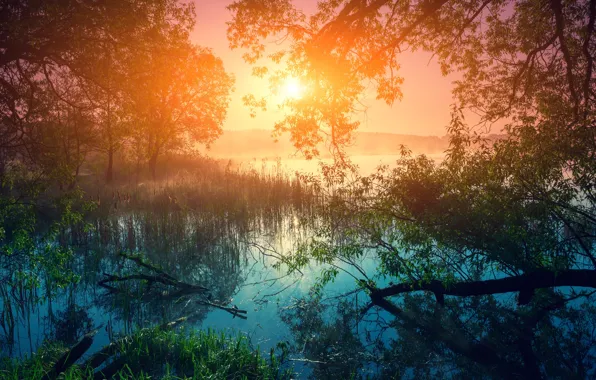 Picture forest, grass, the sun, trees, fog, river, the reeds, dawn